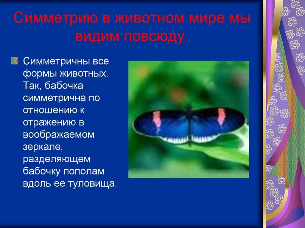 Тип симметрии животного птицы. Бабочка симметрия. Симметрия в животном мире. Зеркальная симметрия бабочка. Симметричные животные.