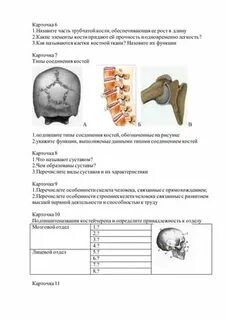Функцию питания роста кости в толщину выполняет