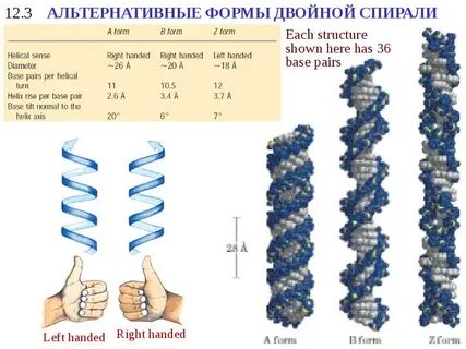 Двойная спираль 3