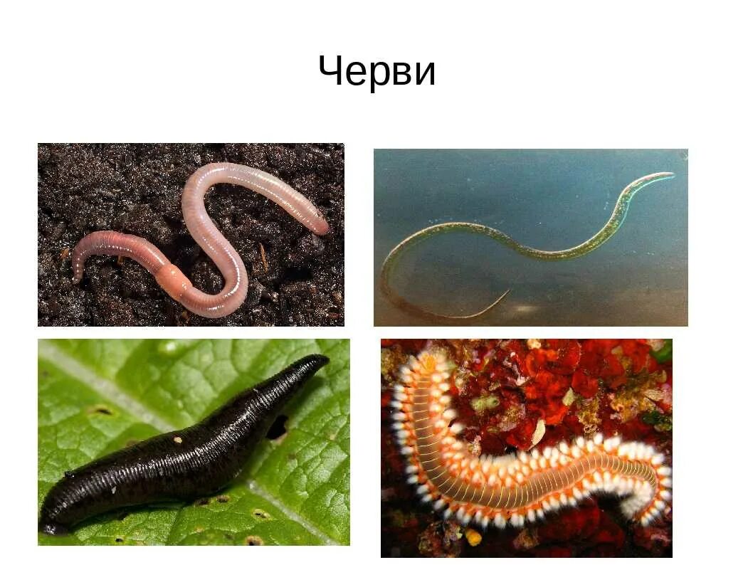 Разнообразие плоских