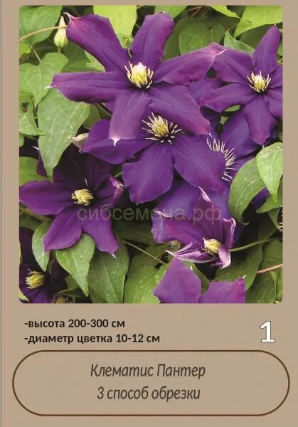 Clematis 'Romantika' Lens Roses