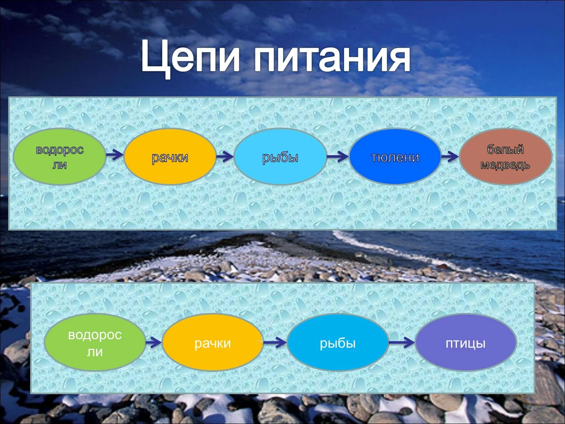 Цепь питания моря 5 класс. Цепи питания арктических пустынь. цепь питания в арктике. пищевая цепочка арктической пустыни 4 класс. цепь питания арктической пустыни.