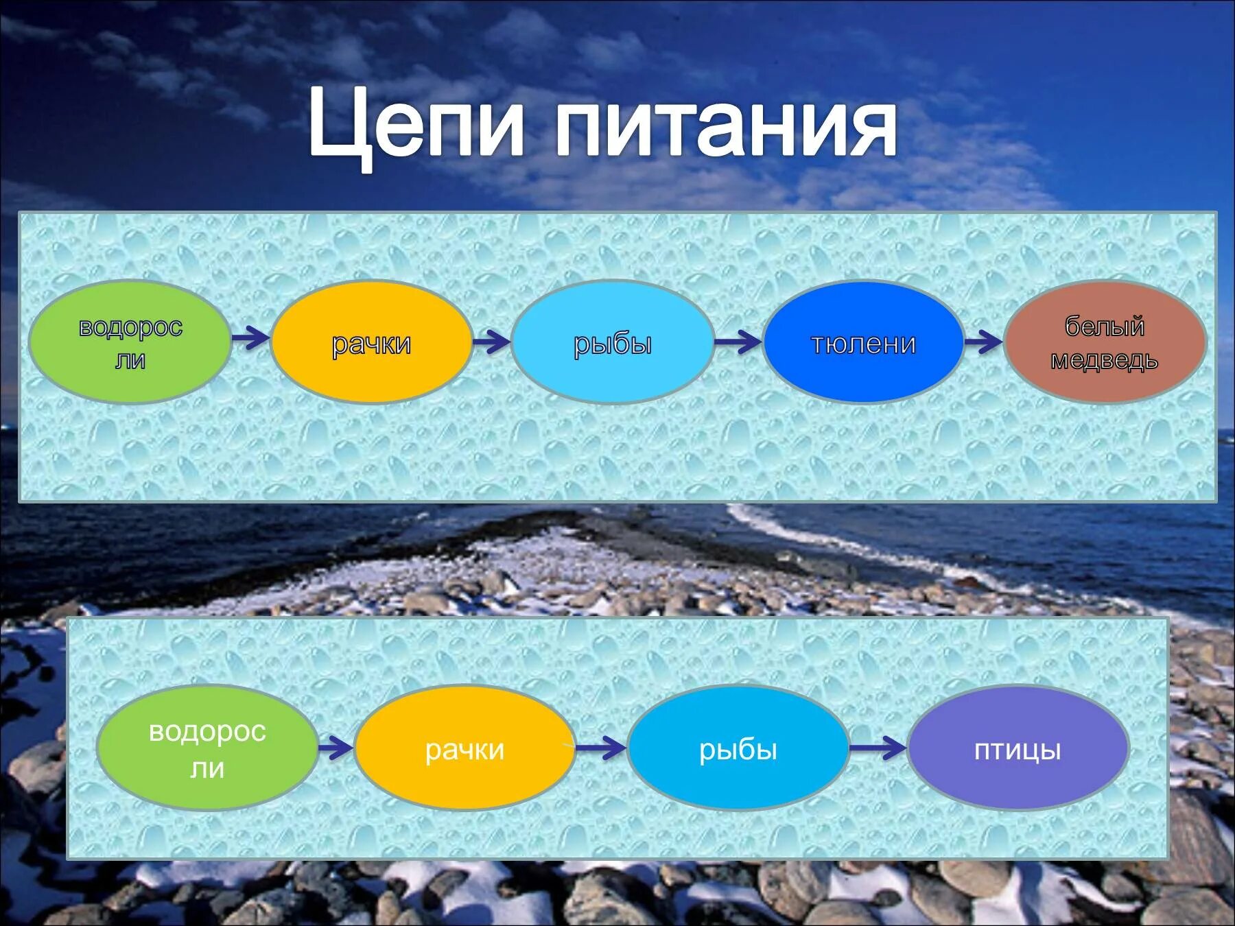 Составь цепи питания пустыни. Цепи питания арктических пустынь. Цепь питания в Арктике. Пищевая цепочка арктической пустыни 4 класс. Цепь питания арктической пустыни.