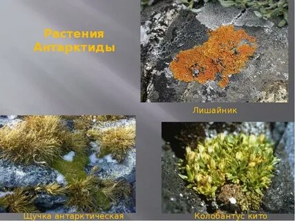 Растительный мир мхи лишайники