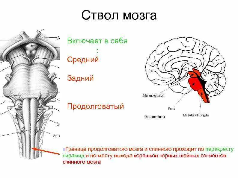 Продолговатый спинной мозг строение. Ствол мозга строение анатомия. Ядра ствола мозга схема. Продолговатый задний средний промежуточный мозг. Правильная последовательность расположения отделов ствола головного мозга