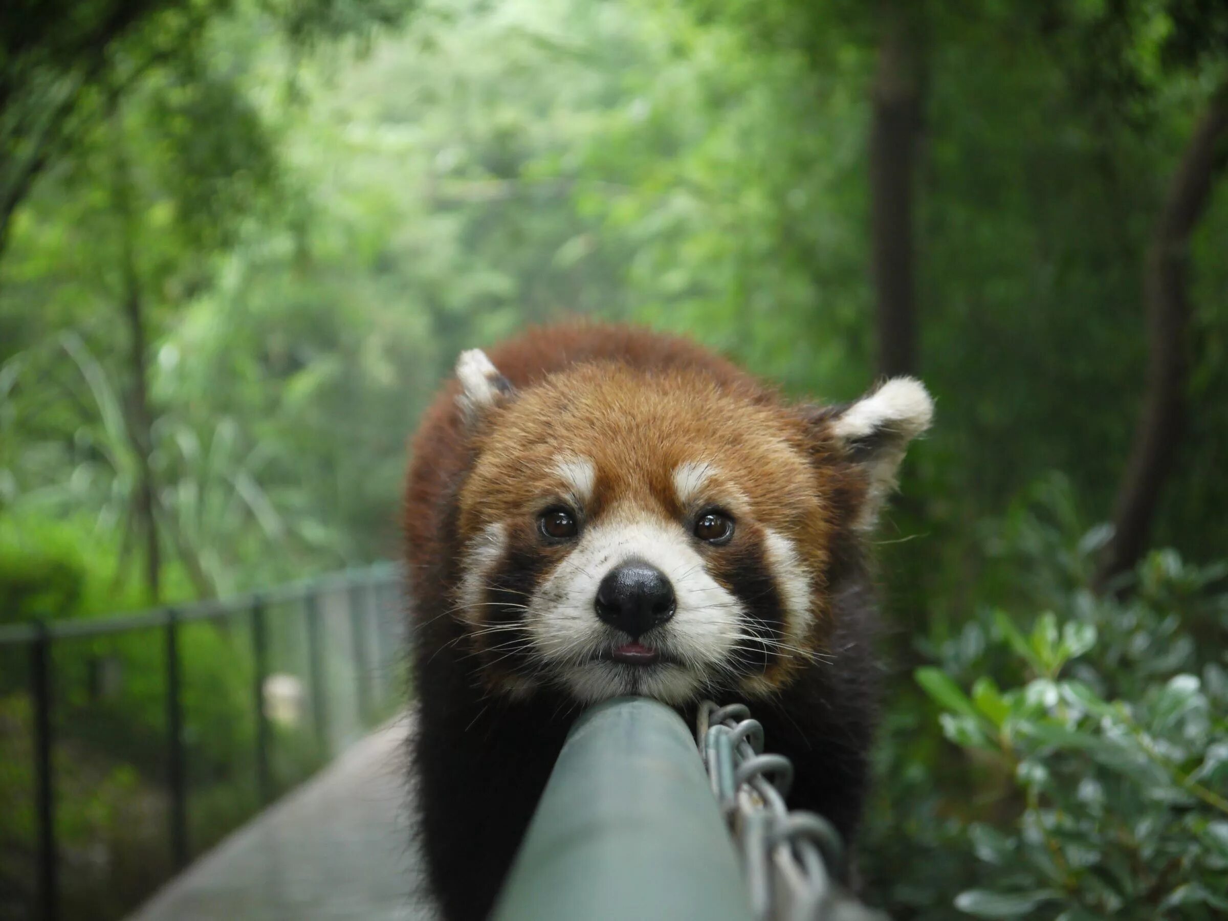 Pandas r