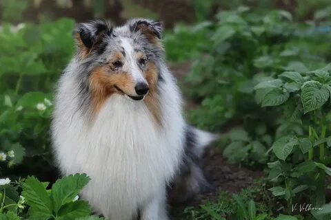 Форум любителей колли