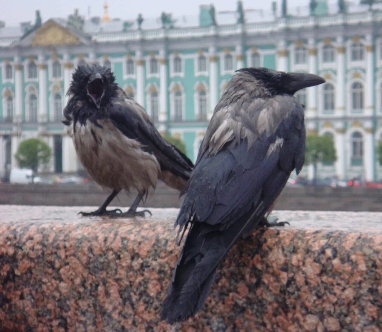 Поведения серых ворон. Ворона. Вороны городские. Ворона в Питере. Вороны в городе.