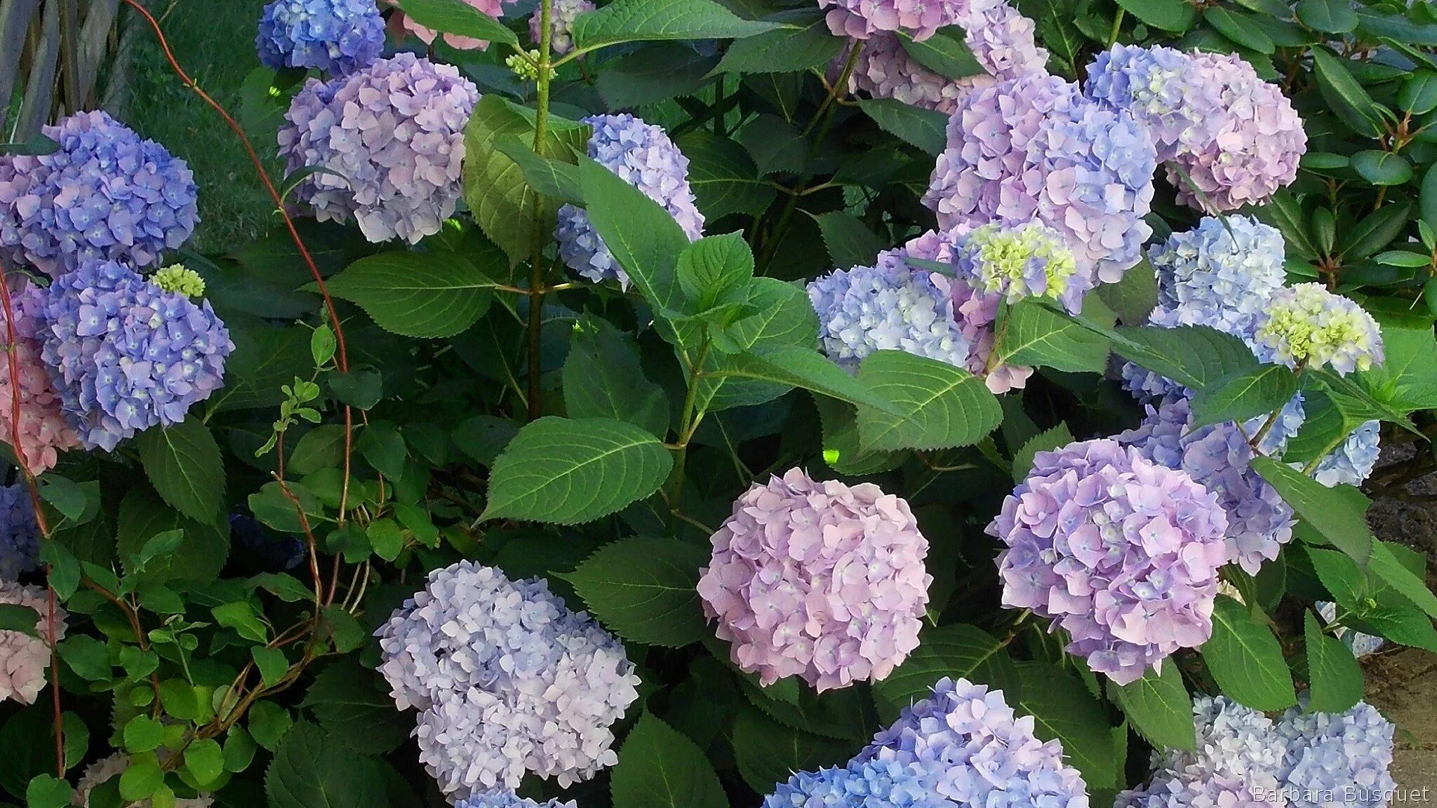 Hydrangea: My Five Favorites Four Seasons Garden Center Flower garden pictures, 