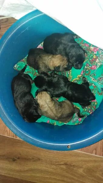 Первый прикорм щенков. Таблица введения прикорма с 4 месяцев. Прикорм щенков с какого. Прикорм щенков с какого. Вес щенка курцхаара по месяцам таблица.