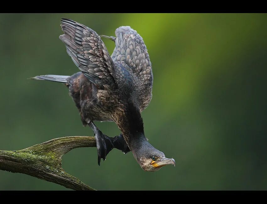 Bird 2009. Хохлатый баклан. баклан на дереве. bird breeds. летучая мышь, ежевика и баклан.
