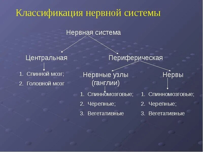 Классификация нервной системы. Классификация отделов нервной системы. Классификация периферической нервной системы. Классификация нервов по функциям. Нервная система делится на центральную и