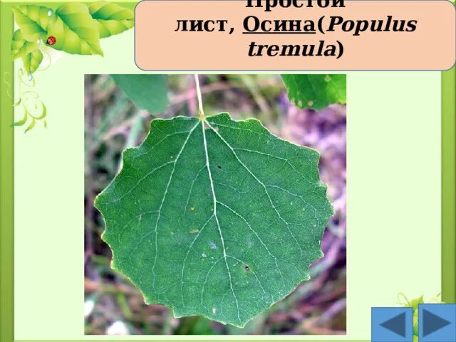 Почему листья осины колеблются