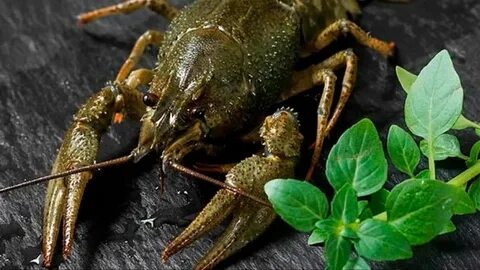 Раки во сне
