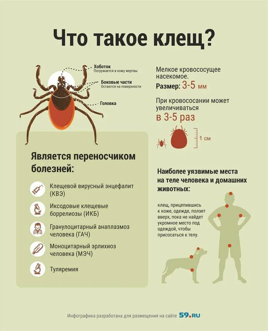 Клещевой энцефалит переносчики инфекции. Клещ Энцефалитный переносчик. Иксодовые клещи боррелиоз. Клещевой боррелиоз переносчик. Какие признаки клеща у человека