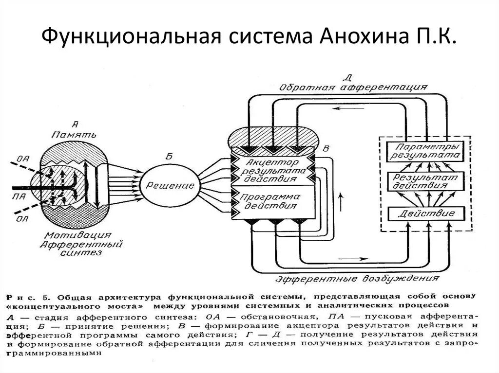 Этапы формирования функциональной системы. Функциональная система (п.к. анохин) - это:. схема функциональной системы по анохину. схема формирования условного рефлекса п.к.анохина. что такое функциональная система по п.к.анохину.