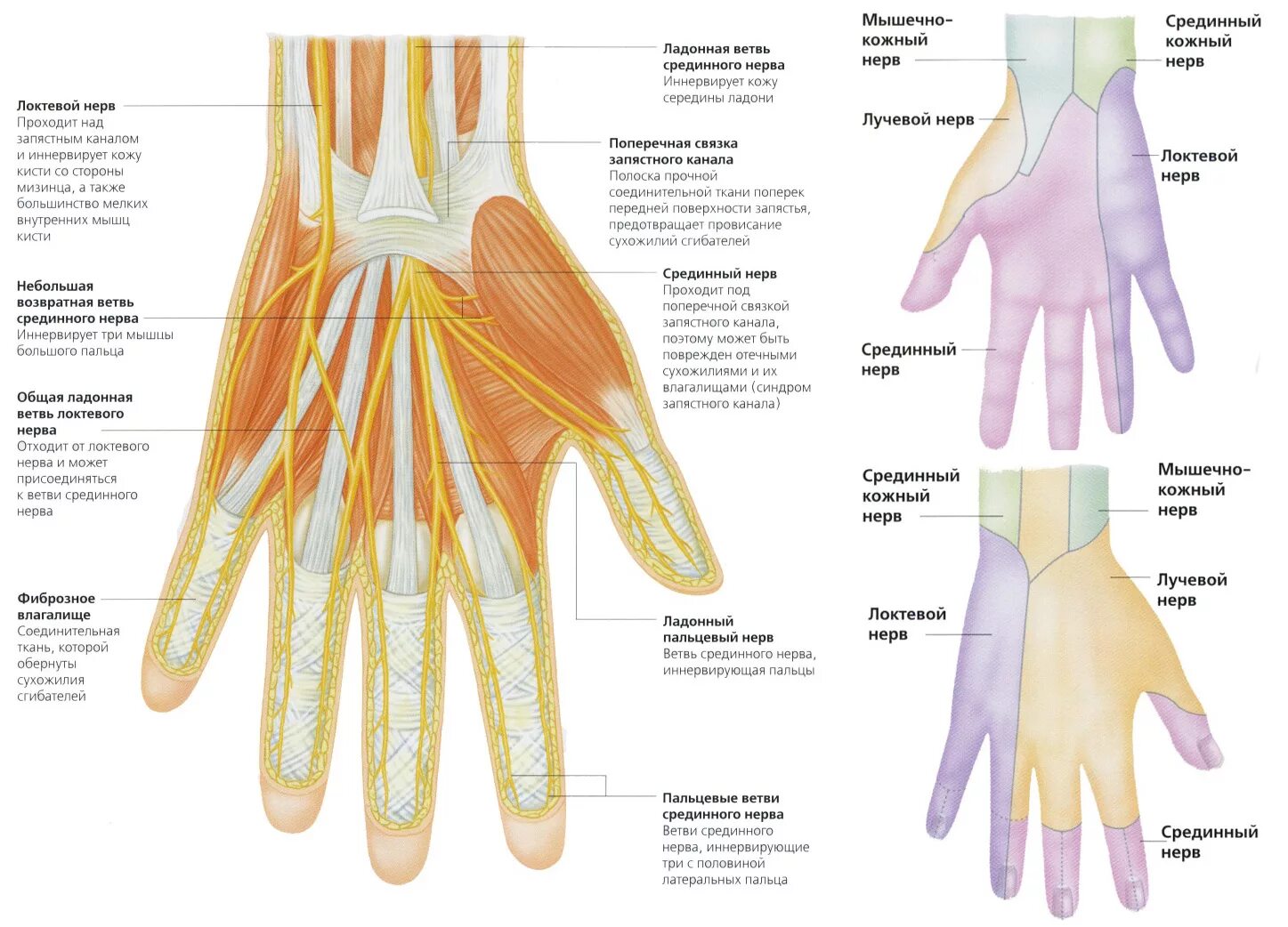Иннервация локтевого нерва на кисти. Иннервация лучевого нерва на кисти. Червеобразные мышцы кисти иннервация. Иннервация мышц кисти анатомия.