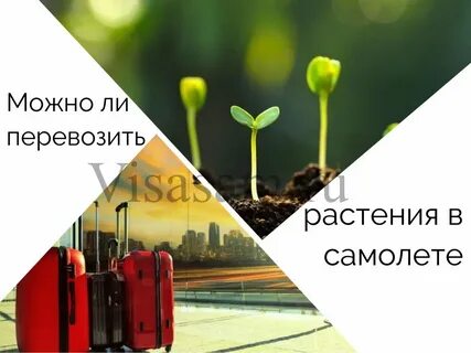 Можно ли в самолет растения