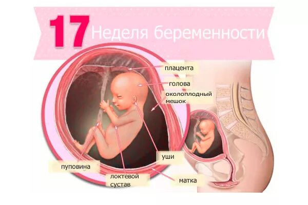 17 неделя отзывы. Расположение плода на 17 неделе беременности. Плод в 17-18 недель беременности размер плода. Плод на 16 неделе беременности. Плод ребенка на 17 неделе беременности.