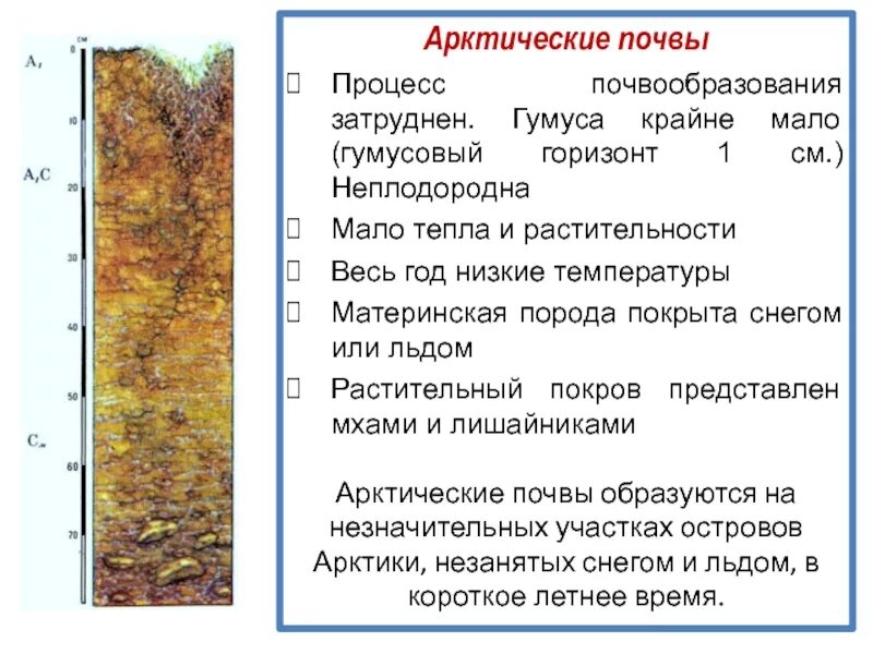 Коэффициент увлажнения глеевых почв. Гумусовый горизонт арктических почв. условия формирования арктических почв. почвенный горизонт арктической почвы. гумус в арктических почвах.