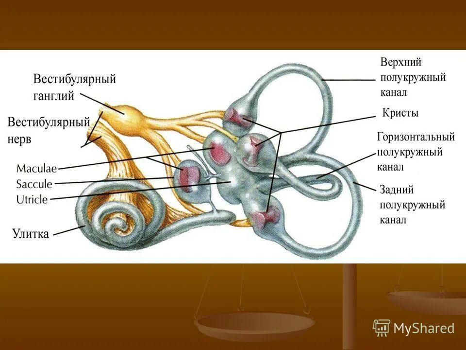 Вестибулярный аппарат связан с. Сенсорная система вестибулярного аппарата. Преддверно-улитковый нерв 6) улитка. Строение вестибулярного аппарата. Macula вестибулярный аппарат.