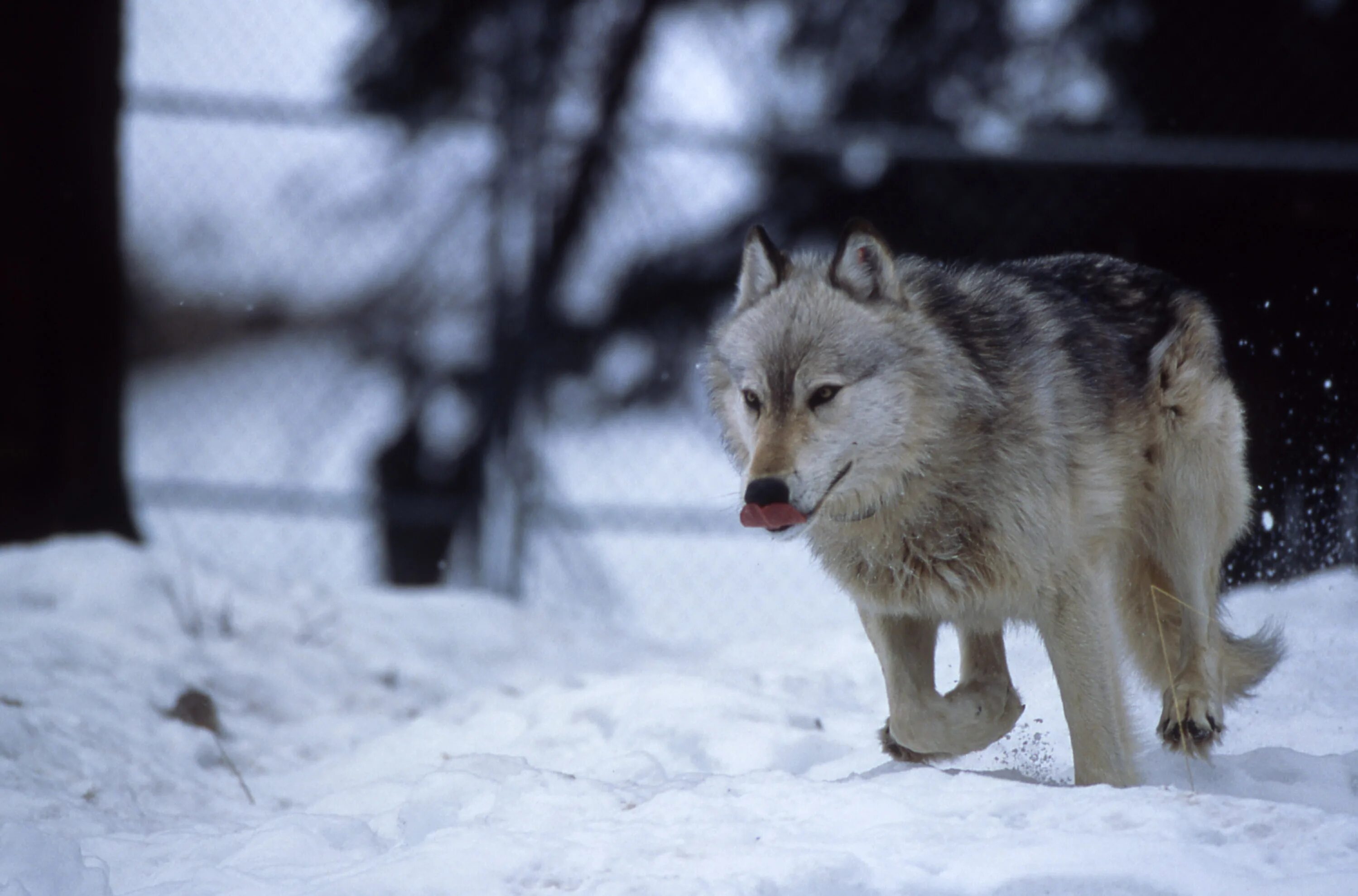 Зимний волк 56. Yellowstone wolf pack rose creek peak. yellowstone wolf 286f. кладбище волк зима. yellowstone wolf 147m.