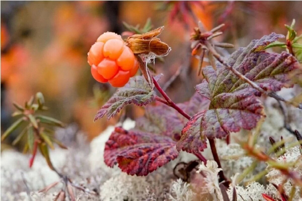 Cloudberry. Морошка Арктическая. Морошка (Rubus chamaemorus). Морошка ягода в тундре. Растения тундры Морошка.