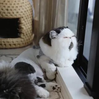 Кот зу