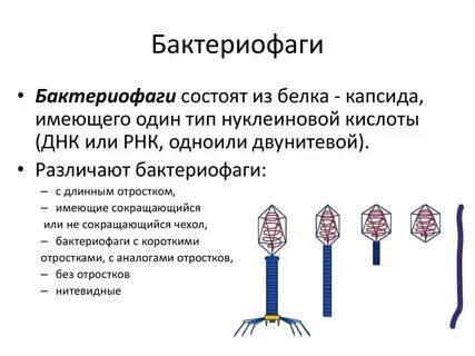 Бактериофаг это вирус поражающий бактерии