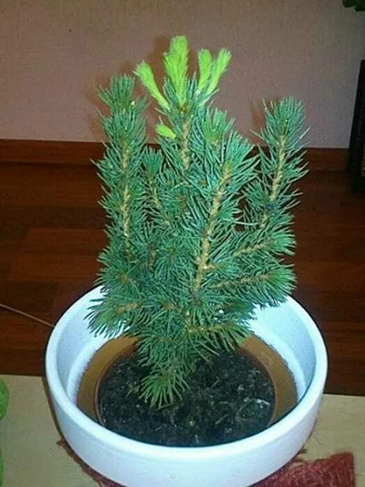 Ель глаука саженец. Как вырастить ель дома. Голубая ель росток. Сеянцы туи пихты. Елка голубая ель семена.
