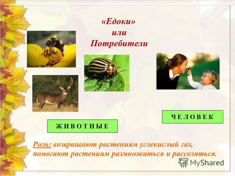 Как растения расселяются на новые места 1 класс. Как расселяются растения на новые места задания. Как растения расселяются на новые места. Какие животные расселяются на новые места. Типы взаимодействия в сосновом лесу.