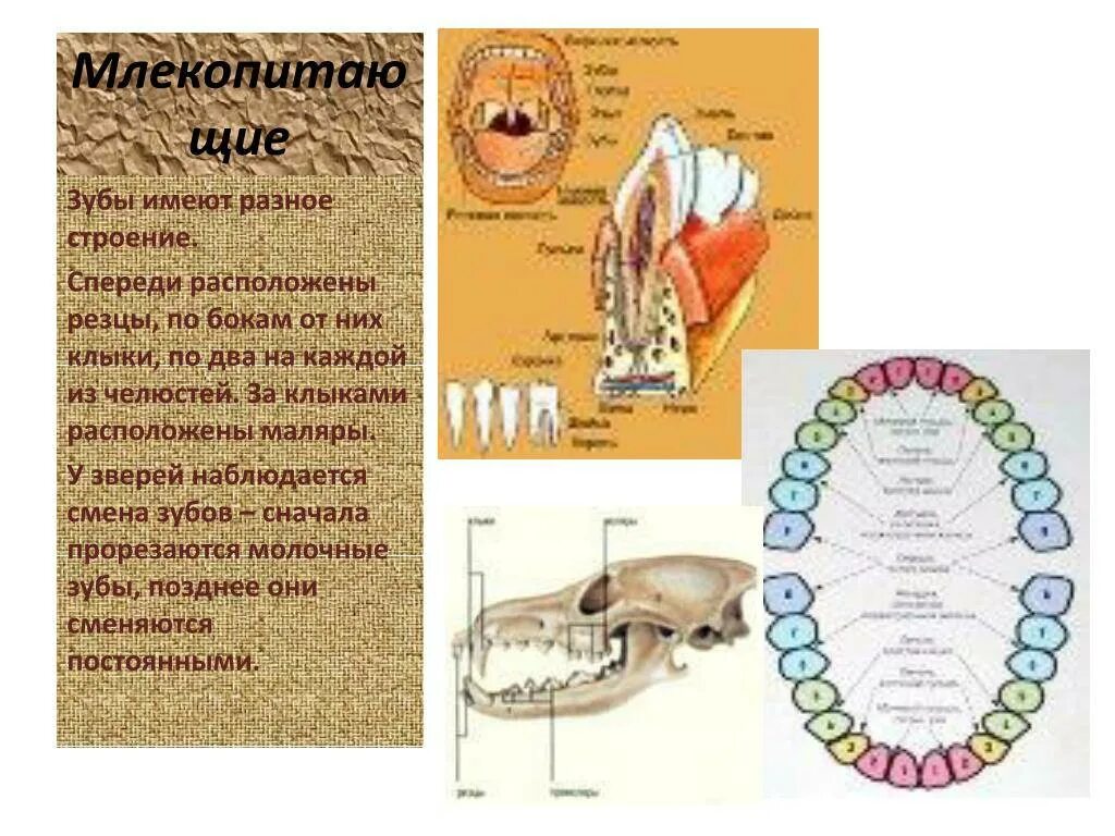 Наиболее развитые резцы можно обнаружить у млекопитающих. Схема зубов млекопитающих. Строение зуба формула зубов. Виды зубов у млекопитающих и их функции таблица. Расположение зубов млекопитающих.