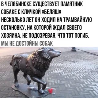 Собака ждала хозяина 10 лет
