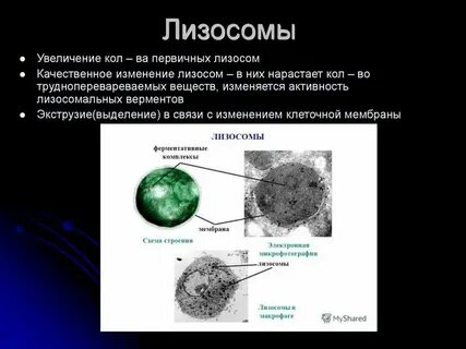 Лизосомы амебы