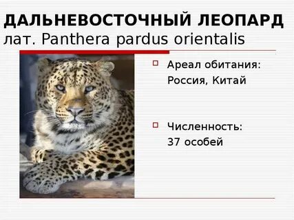 Взвод леопардов это сколько