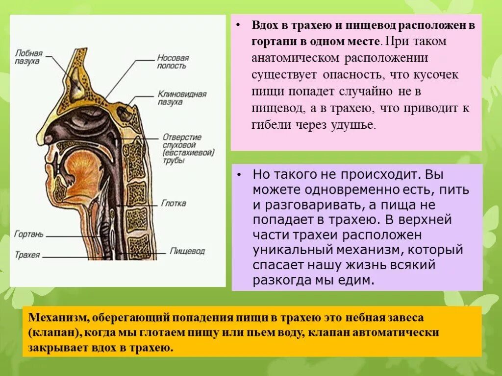 Из пищевода пища попадает в. Дыхательное горло и пищевод. Трахея и пищевод. Пищевод трахея и гортань анатомия.