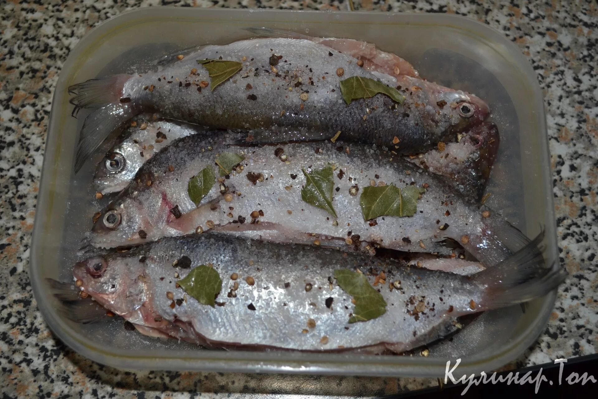 Пелядь соленая. Посолить пелядь вкусно и быстро. Пелядь, ротан. Сырок сухого посола. Пелядь малосольная.