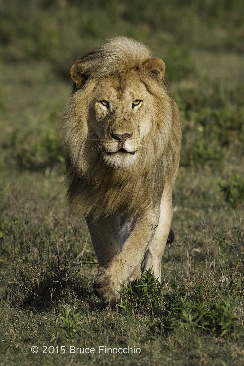 Lions mane отзывы. Лев Сесил. Африканский Лев. Гордые львы.