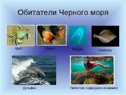 Какие животные черноморского побережья