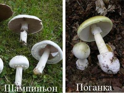 Ложный шампиньон от настоящего как отличить фото