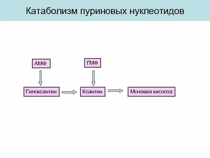 Катаболизм нуклеиновых кислот биохимия. Метаболизм схема анаболизм и катаболизм. Катаболизм расщепление. Схема катаболизма нуклеиновых кислот. Метаболизм энергетический обмен.