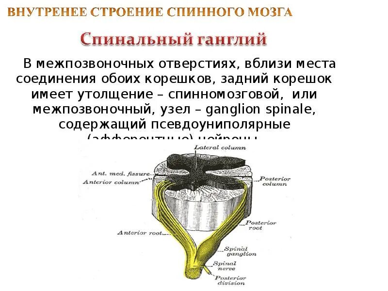 Какой элемент в спинном мозге. Какой элемент в спинном мозге