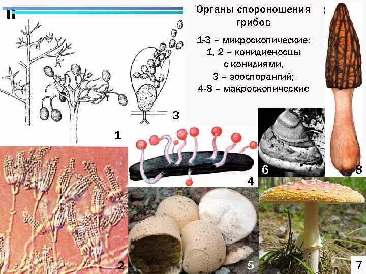 Органы спороношения грибов. Орган спороношения гриба. Типы спороношения гриб. Микроскопические грибы fungi. Вместилище бесполых спор грибов