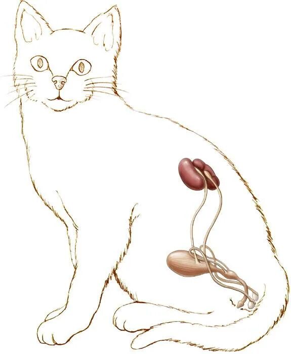 Cat penis. Мочекаменная болезнь у кота симптомы. Мочекаменная болезнь у кошек симптомы.