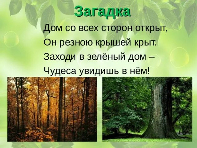 Заходи в зеленый дом чудеса увидишь. Заходи в зеленый дом чудеса увидишь в нем. Природное сообщество лес. Загадки о природном сообществе леса. Природное сообщество лес 5 класс биология