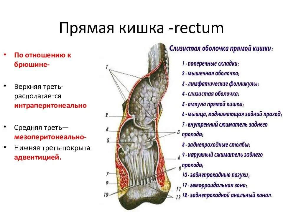 Каким номером на рисунке обозначена прямая кишка. Анатомия прямой кишки человека. Анатомия прямой кишки и заднего.