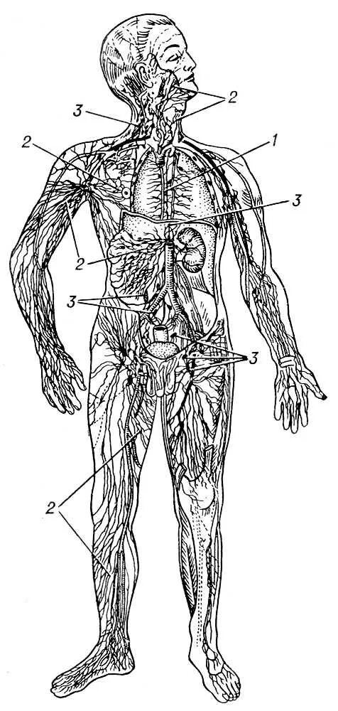 Анатомия лимфоузлы на теле человека. Атлас лимфатической системы человека. Лимфатическая система тела схема. Лимфатическая система человека лимфоузлы. Движение лимфатических сосудов
