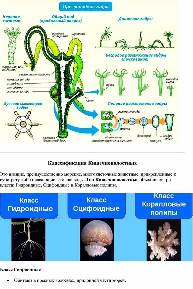 Группы организмов кишечнополостные. Строение кишечнополостных биология 7. Строение гидроидных кишечнополостных таблица. Тип Кишечнополостные ЕГЭ биология. Пресноводный полип гидра строение.