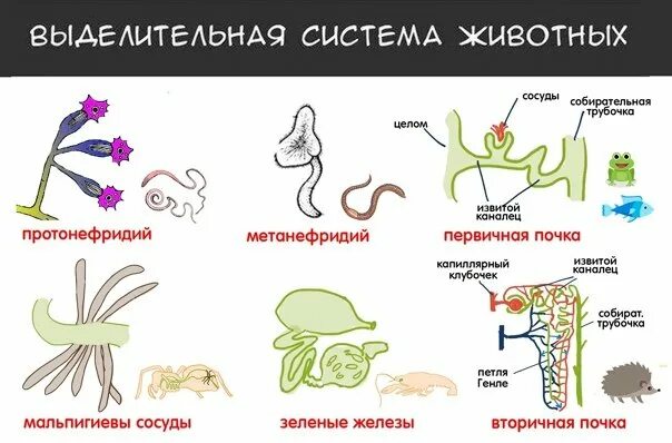Выделение у позвоночных животных. Эволюция выделительной системы у животных. строения выделительной системы позвоночных животных. строение выделительной системы беспозвоночных животных. «эволюция органов выделительной системы позвоночных.