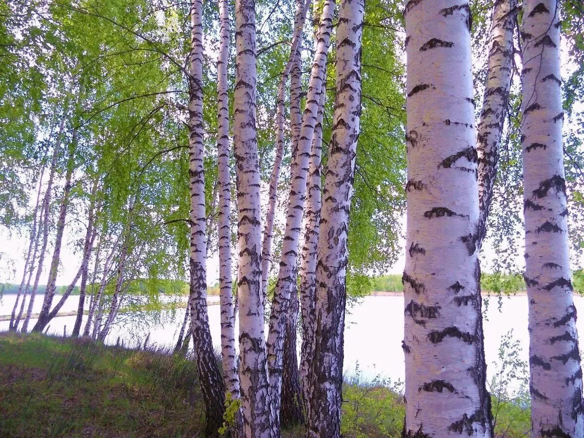 Березка 6 букв. Белоствольная береза. Березняк, Березовая роща. Береза белокорая. Россия Березка Россия Березка Березка Березка.